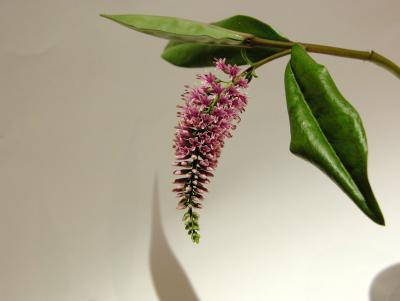 u46/fitzroy/medium/33923775.HebeJanet.jpg