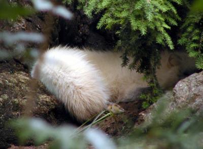 arctic fox