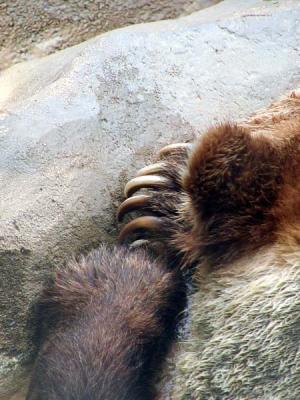 u46/fiwit/medium/29613941.grizzledsleeperq.jpg