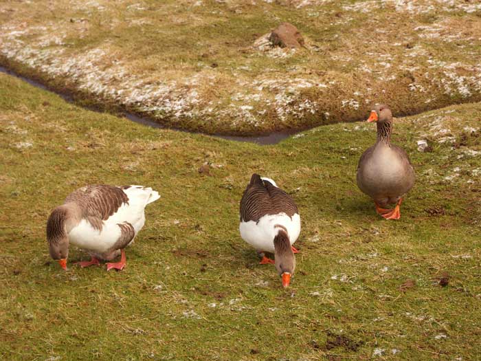 Two eating one on guarD