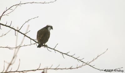 Osprey