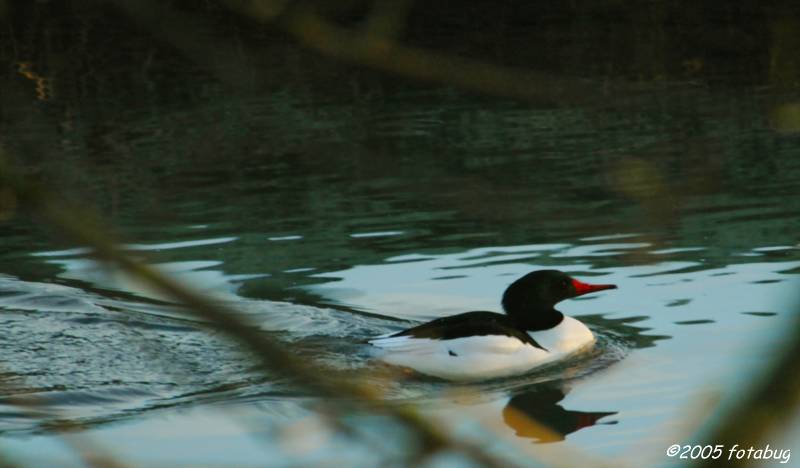 Common Merganser
