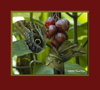 Butterfly 3.jpg