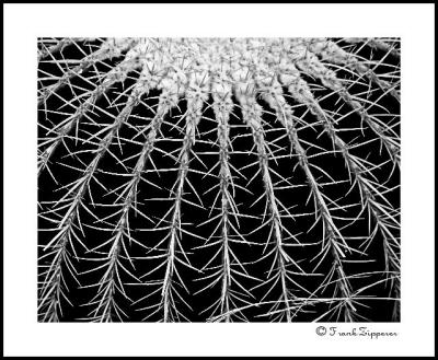 Barrel Cactus (LE06)