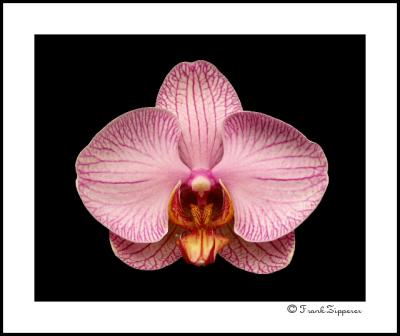 Perfect Orchid (LE11)