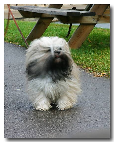 Sherman in the wind