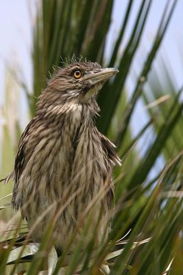 Black Crowned Night Heron Chick