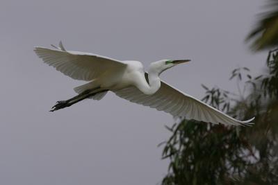 Great Egret Flying