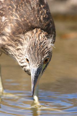 Young Black Crowned Night Heron