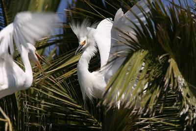 Snowy Egret Parent and Chick