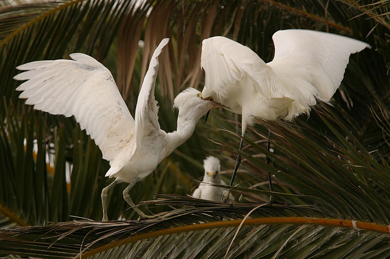 Snowy Egret Feeding