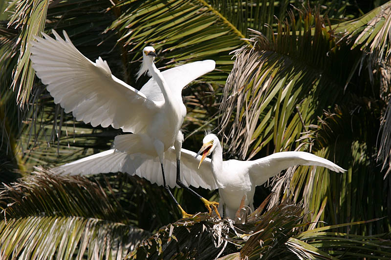 Snowy Egret Parent and Chick