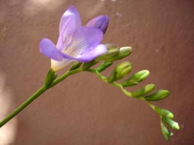 FREESIA