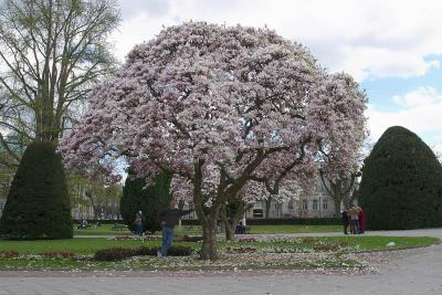 u46/gbachmayer/medium/29481907.CRW_3772.jpg