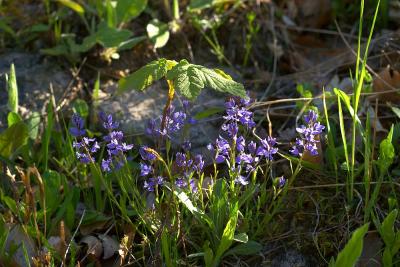 CRW_0475.jpg