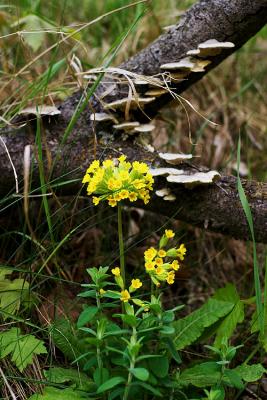CRW_0484.jpg