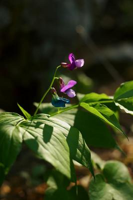 CRW_0524.jpg