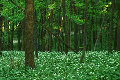 CRW_0537.jpg