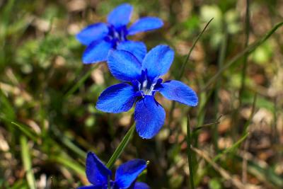 CRW_4475.jpg