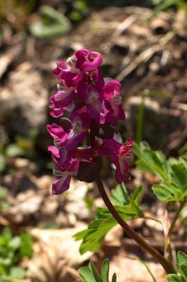 CRW_4481.jpg