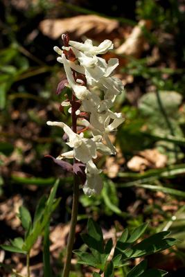 CRW_4482.jpg