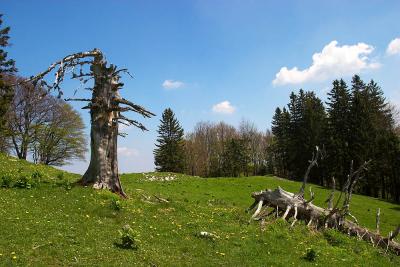 CRW_4494.jpg
