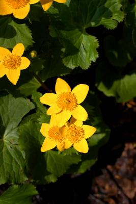 CRW_4512.jpg