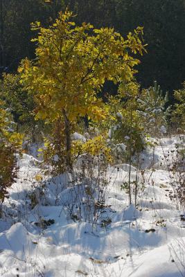 CRW_2882.jpg