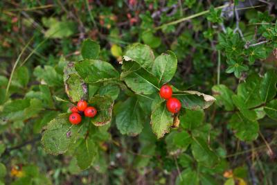 CRW_2667.jpg