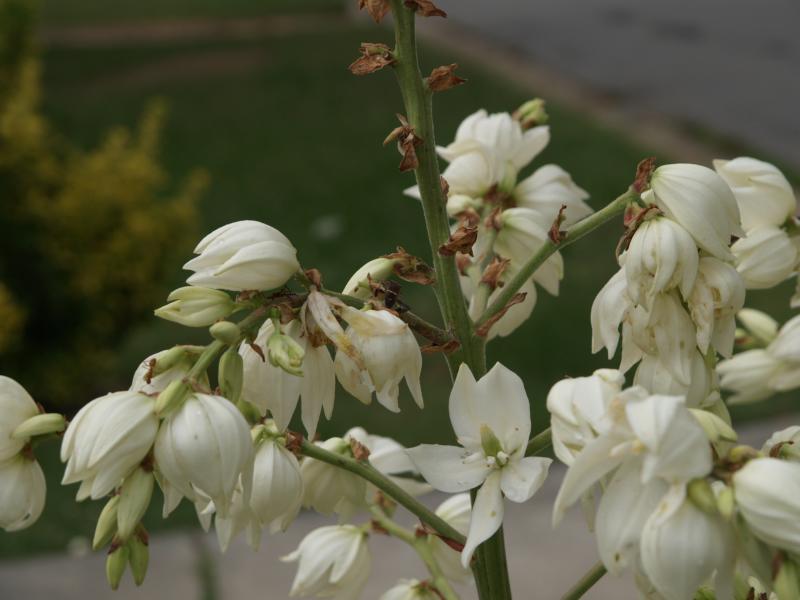 Front Yard Flower Garden