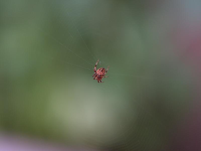 Spider img2
