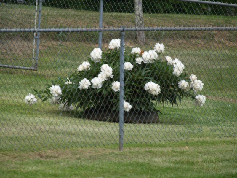 J,s Snowball Bush