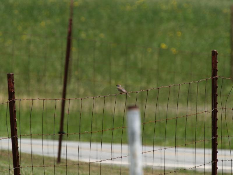 sparrow