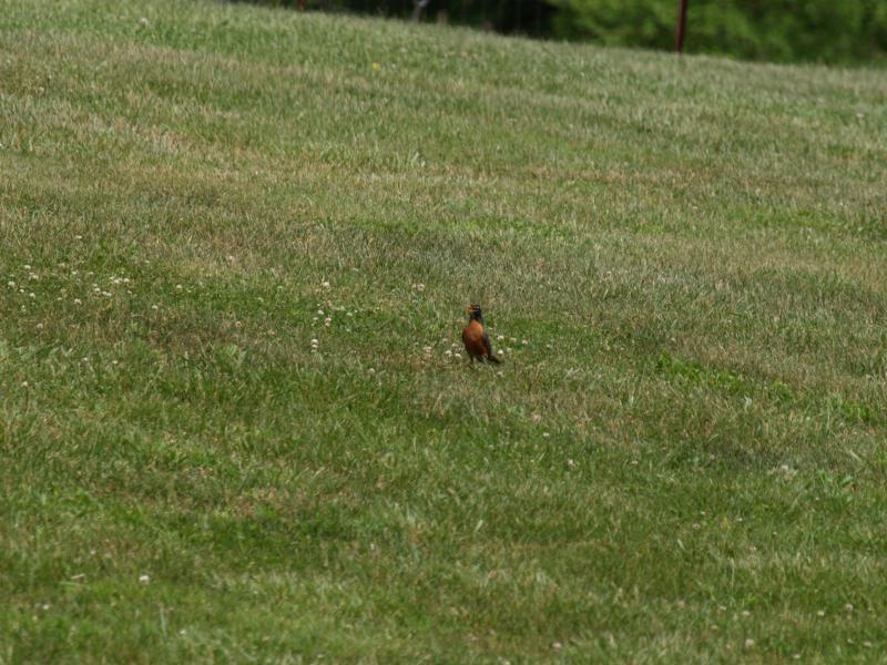 a robin