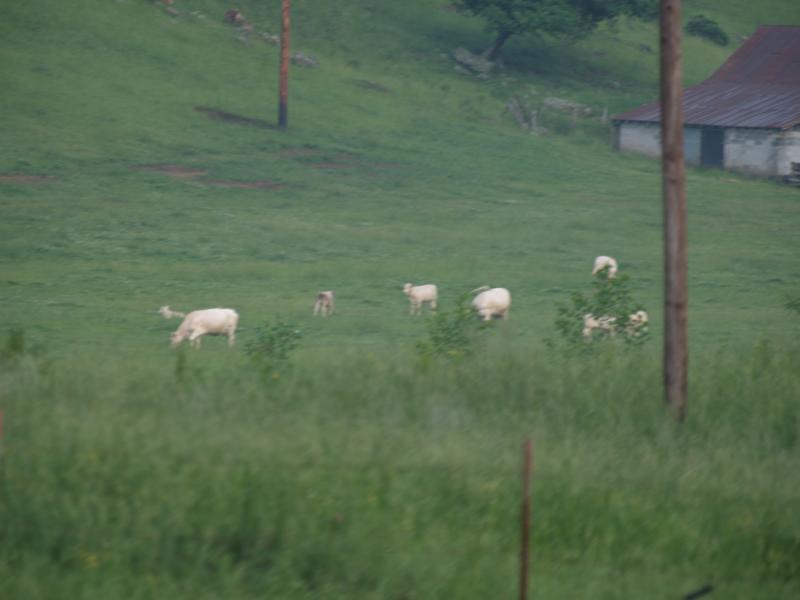 Pittmans Cattle