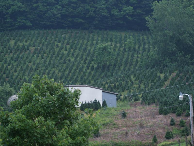 Christmas Tree Farm