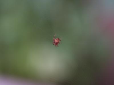 Spider img2