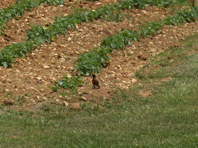 robin in potato patch