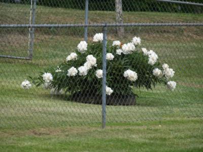 J,s Snowball Bush