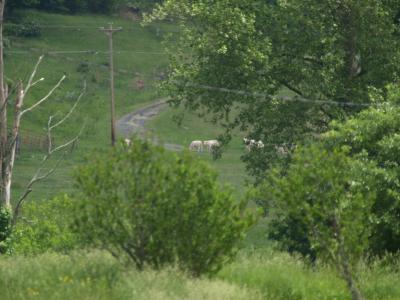 Pittman's Cattle