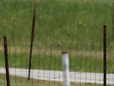 sparrow