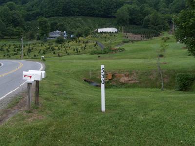 Christmas Tree Farm
