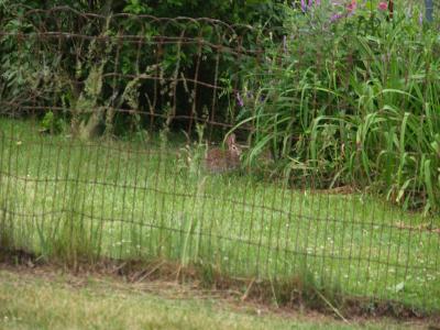 Rabbit in flower garden