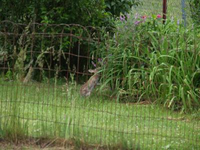 Rabbit in flower garden