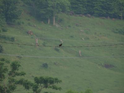 Red winged woodpecker