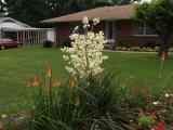 Front Yard Flower Garden