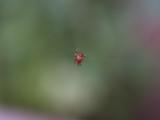 Spider img2