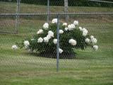 J,s Snowball Bush