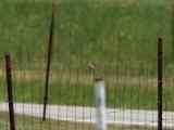 sparrow