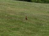 a robin